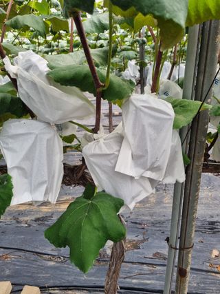 포도캠벨 메가불랙님의 O학년 △반 이세요? · 참여글 작성글 사진