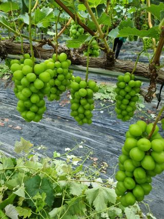 포도캠벨 메가불랙님의 O학년 △반 이세요? · 참여글 작성글 사진