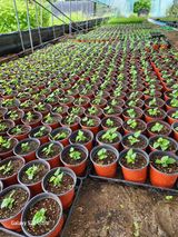 팜모닝 O학년 △반 이세요?·참여글 게시글 이미지