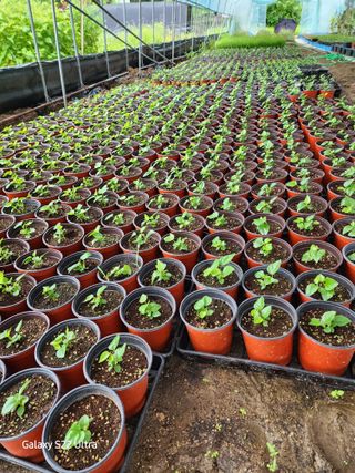 약초원 김종군님의 O학년 △반 이세요? · 참여글 작성글 사진