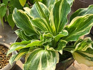 상촌사과농부님의 O학년 △반 이세요? · 참여글 작성글 사진