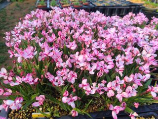 상촌사과농부님의 O학년 △반 이세요? · 참여글 작성글 사진