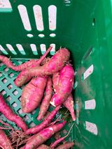 팜모닝 고구마·자유게시판 게시글 이미지