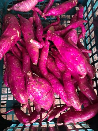 리포님의 고구마 · 자유게시판 작성글 사진