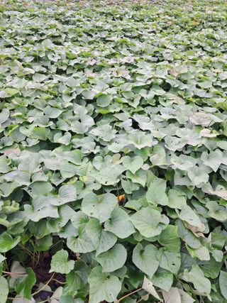 리포님의 고구마 · 자유게시판 작성글 사진