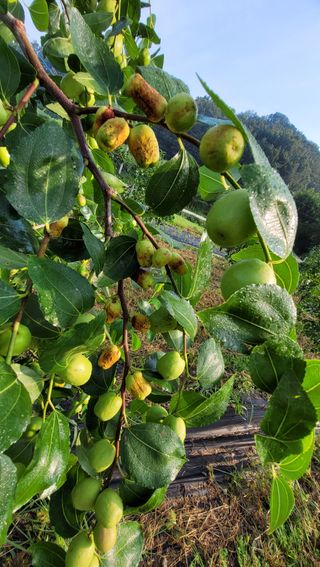 성심농원님의 자유주제 · 자유게시판 작성글 사진