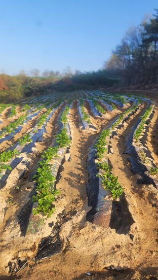 박정석님의 O학년 △반 이세요? · 참여글 작성글 사진