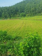 팜모닝 벼·병해충상담 게시글 이미지