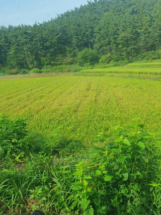 상큼너구리님의 벼 · 병해충상담 작성글 사진