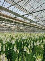 팜모닝 O학년 △반 이세요?·참여글 게시글 이미지