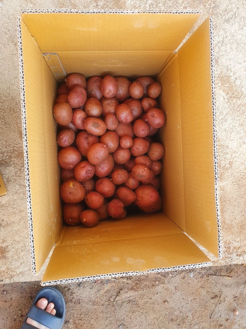 김승재님의 장터 판매 상품 [수미감자  홍감자  20킬로팝니다] 첨부 사진