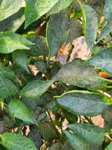 팜모닝 고추·병해충상담 게시글 이미지