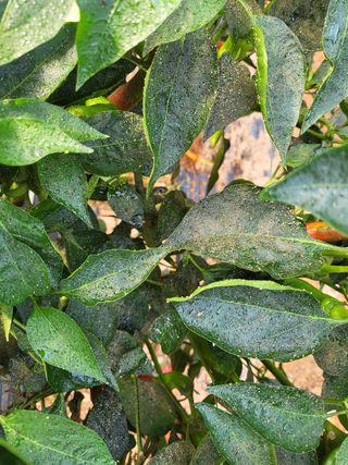 김문갑님의 고추 · 병해충상담 작성글 사진