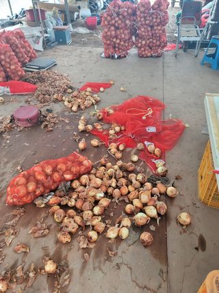 정무이님의 양파 · 영농일지 작성글 사진