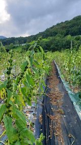 팜모닝 O학년 △반 이세요?·참여글 게시글 이미지