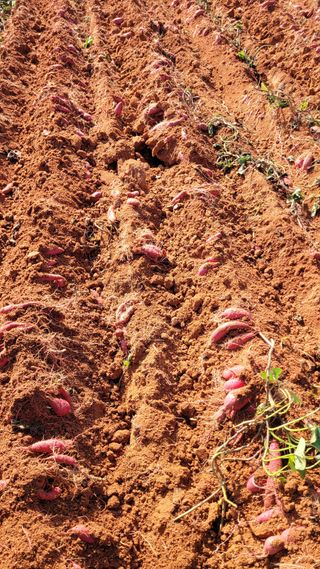 무안선유농원님의 고구마 · 자유게시판 작성글 사진
