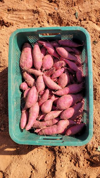 무안선유농원님의 고구마 · 자유게시판 작성글 사진