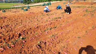 무안선유농원님의 고구마 · 자유게시판 작성글 사진