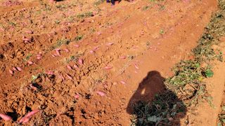 무안선유농원님의 고구마 · 자유게시판 작성글 사진