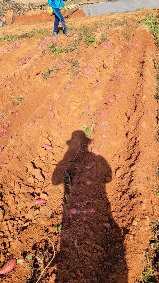 무안선유농원님의 고구마 · 자유게시판 작성글 사진