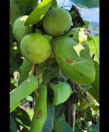 팜모닝 감·병해충상담 게시글 이미지