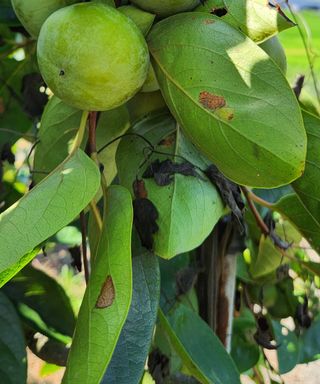 송호원님의 감 · 병해충상담 작성글 사진