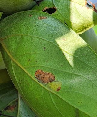 송호원님의 감 · 병해충상담 작성글 사진