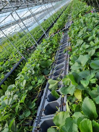 알 수 없음님의 고추 · 일상 작성글 사진