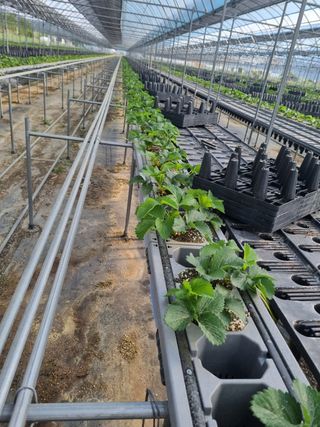 알 수 없음님의 고추 · 일상 작성글 사진