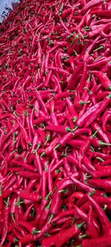 팜모닝 O학년 △반 이세요?·참여글 게시글 이미지