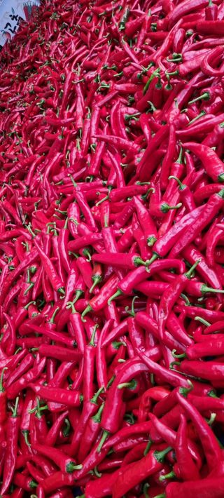 최영호님의 O학년 △반 이세요? · 참여글 작성글 사진