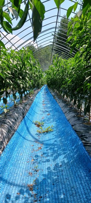 최영호님의 O학년 △반 이세요? · 참여글 작성글 사진