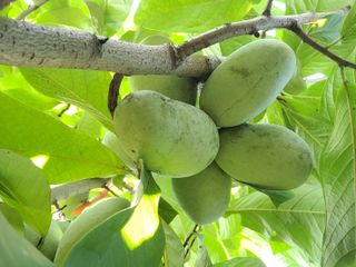 김안식~복숭아.포포님의 작성글 사진