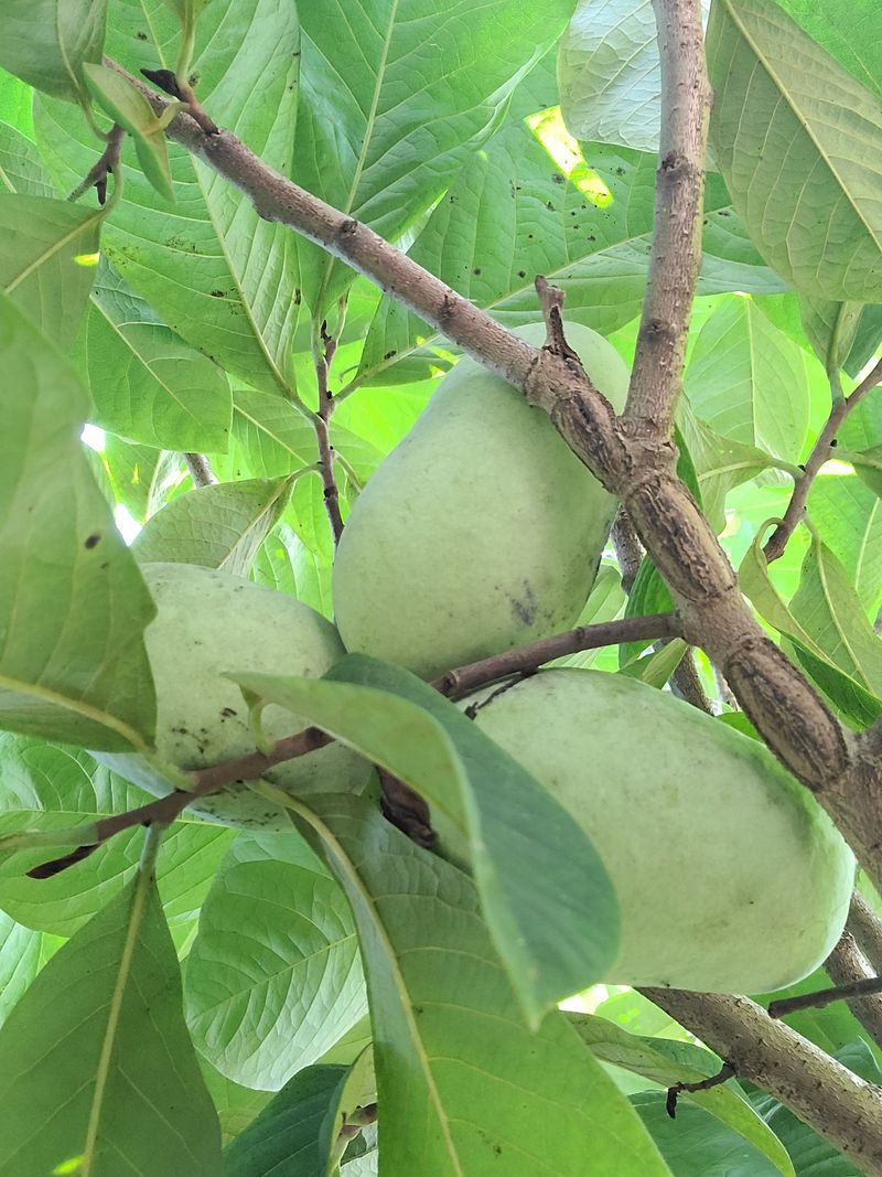 김안식~납작복숭아님의 장터 판매 상품 [포포열매 3kg] 첨부 사진