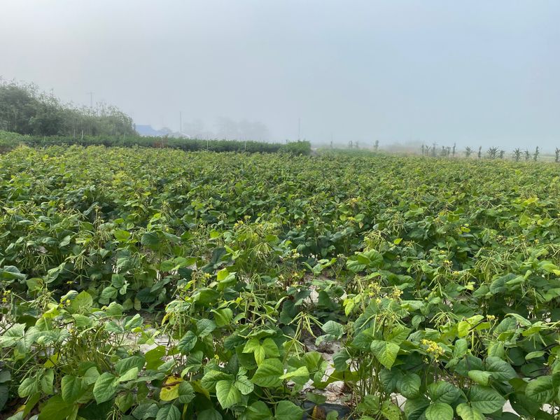 박정원님의 장터 판매 상품 [10키로] 첨부 사진