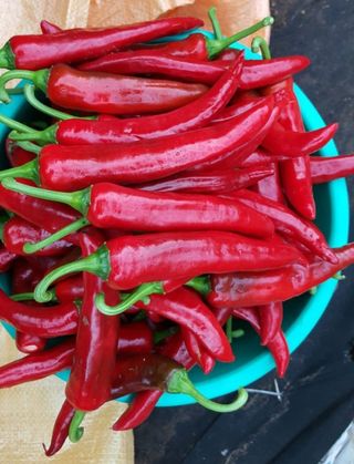 정 미라님의 O학년 △반 이세요? · 참여글 작성글 사진