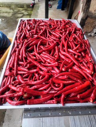 꽃순이네님의 고추 · 수확 작성글 사진