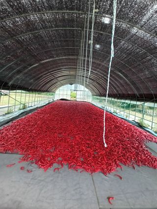 꽃순이네님의 고추 · 수확 작성글 사진