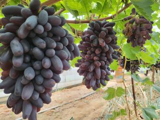 깨순네농장님의 O학년 △반 이세요? · 참여글 작성글 사진