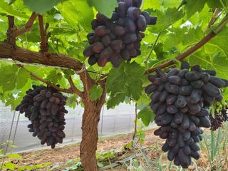 깨순네농장님의 O학년 △반 이세요? · 참여글 작성글 사진