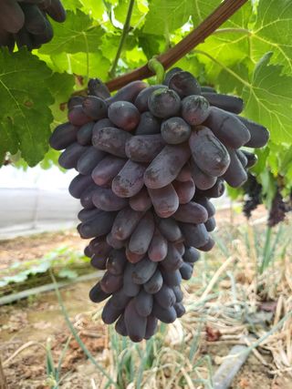 깨순네농장님의 O학년 △반 이세요? · 참여글 작성글 사진