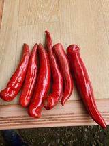 팜모닝 고추·병해충상담 게시글 이미지