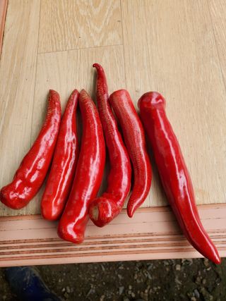 홍천 손춘목 님의 고추 · 병해충상담 작성글 사진