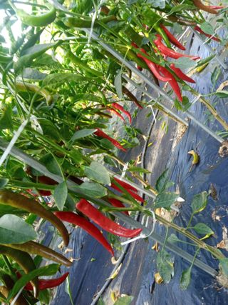 금돌비학님의 O학년 △반 이세요? · 참여글 작성글 사진