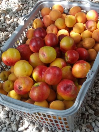 금돌비학님의 O학년 △반 이세요? · 참여글 작성글 사진