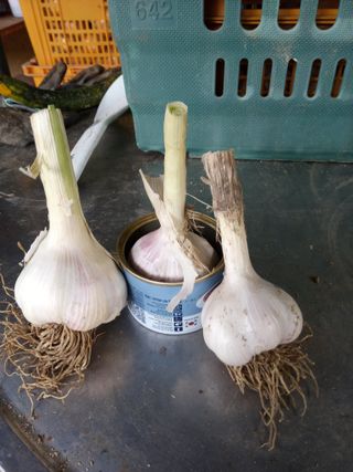 금돌비학님의 O학년 △반 이세요? · 참여글 작성글 사진