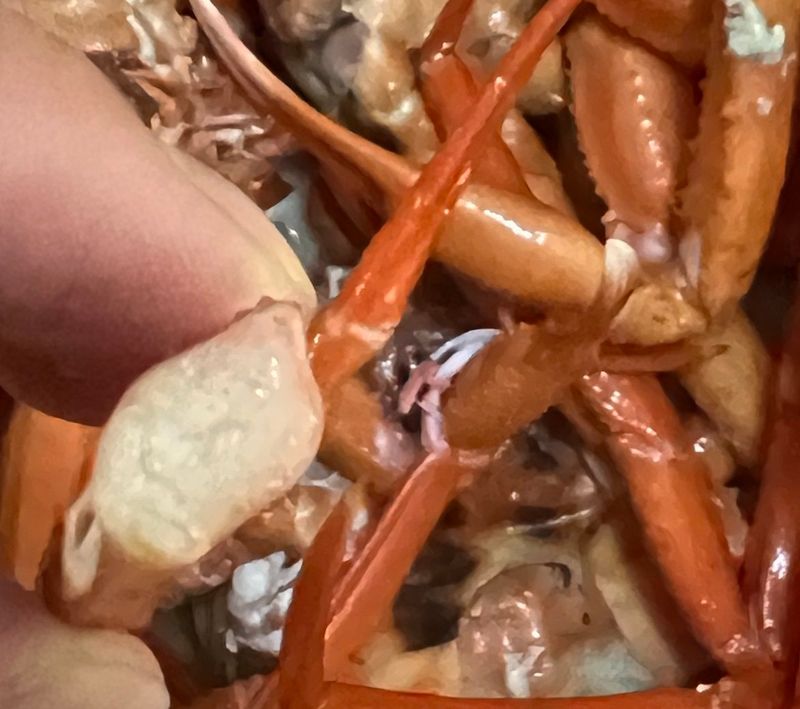 장터 상품 [동해 연지홍게(자숙) 3kg ] 썸네일