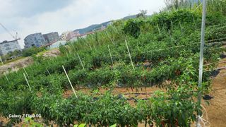 이미경님의 자유주제 · 자유게시판 작성글 사진