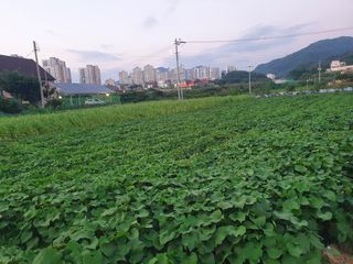 농부님의 O학년 △반 이세요? · 참여글 작성글 사진