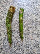 팜모닝 고추·병해충상담 게시글 이미지